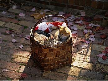 国产悬疑动作解谜游戏《蛊婆》今日公布免费DLC预告